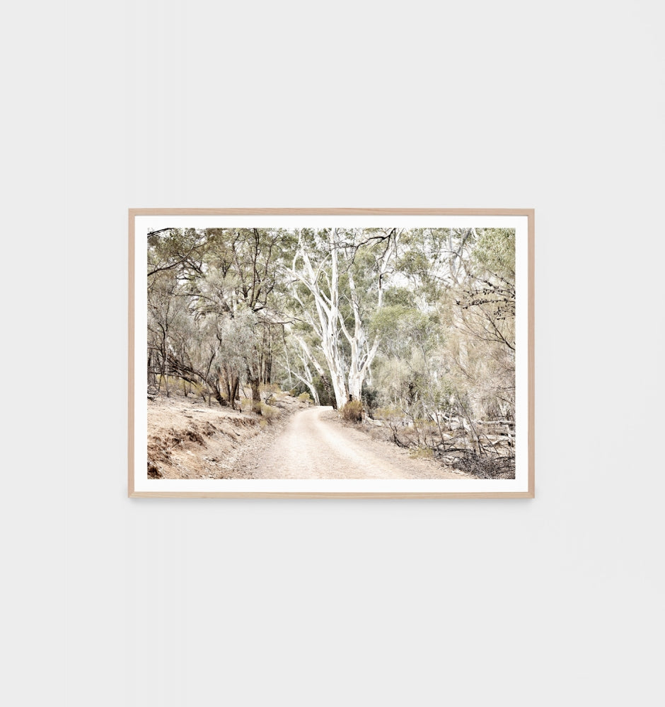 Eucalypt Track Print
