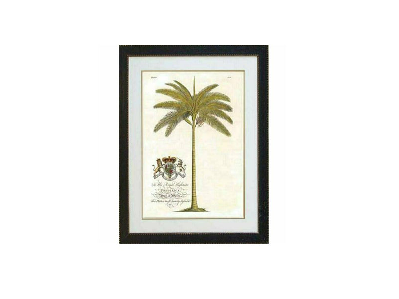 Crested Royal Palm