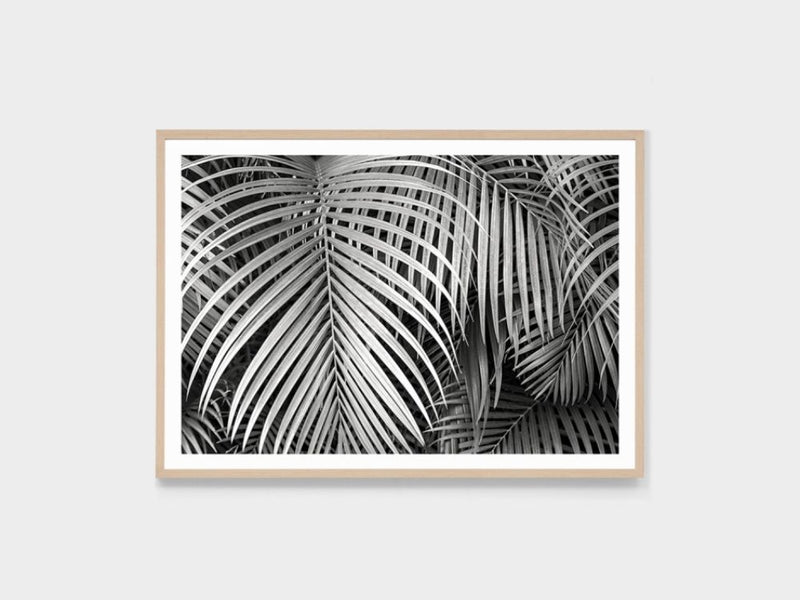 Black and White Palms